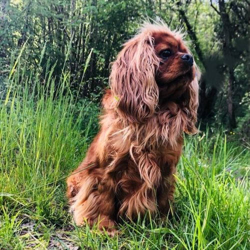 chiens-Cavalier-King-Charles-Spaniel-a18a269c-2701-d634-c9d5-7059dc285c7b_min